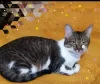 Photo №3. Charming gray cat Tigrusha is looking for a home and a loving family!. Belarus