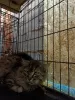 Photo №3. Siberian Leo is looking for a home. Russian Federation