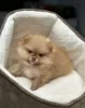 Additional photos: Lilac cream Pomeranian Puppies