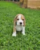 Additional photos: beagle puppies looking for their new homes