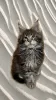 Photo №1. maine coon - for sale in the city of Ногинск-9 | negotiated | Announcement № 13433