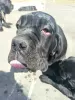 Photo №1. neapolitan mastiff - for sale in the city of Kamensk-Uralsky | 555$ | Announcement № 8712