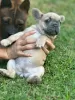 Additional photos: Puppies for sale French bulldog