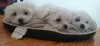 Photo №1. maltese dog - for sale in the city of Бортмербек | 554$ | Announcement № 19440