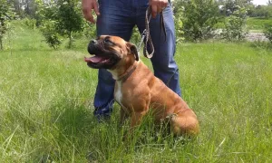 Photo №3. Boxer red-haired easter puppies. Ukraine