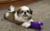 Photo №1. shih tzu - for sale in the city of Hel | Is free | Announcement № 93374