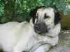 Additional photos: Kangal puppies