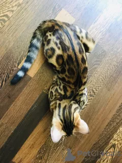 Additional photos: Bengal cat