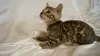 Photo №1. bengal cat - for sale in the city of Kurchatov | 972$ | Announcement № 9308