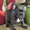 Photo №1. french bulldog - for sale in the city of Porvoo | Is free | Announcement № 128373