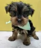 Photo №2 to announcement № 105230 for the sale of yorkshire terrier - buy in United States private announcement, breeder