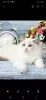 Photo №2 to announcement № 10187 for the sale of ragdoll - buy in Belarus private announcement