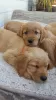 Photo №4. I will sell golden retriever in the city of Los Angeles. private announcement - price - 300$