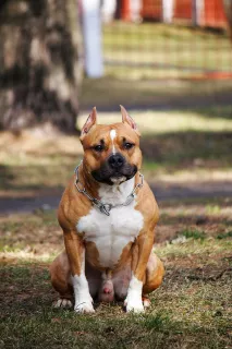 Additional photos: The kennel offers chic puppies for the American Staffordshire Terrier!