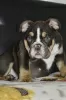 Additional photos: English bulldog puppies