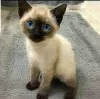 Photo №2 to announcement № 53577 for the sale of siamese cat - buy in Lithuania 