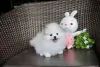 Photo №3. Two Friendly Teacup Pomeranian Puppies for sale. United States