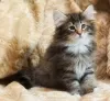 Photo №1. norwegian forest cat - for sale in the city of Cherry Hill | 275$ | Announcement № 108618