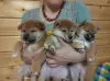 Additional photos: SHIBA INU PUPPIES