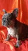 Photo №4. I will sell french bulldog in the city of Bobruisk. private announcement - price - 491$