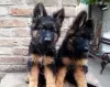 Additional photos: German shepherd dog