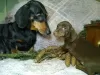 Photo №2 to announcement № 8460 for the sale of dachshund - buy in Russian Federation private announcement