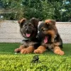 Photo №2 to announcement № 123871 for the sale of german shepherd - buy in Germany private announcement, from nursery, from the shelter