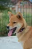 Additional photos: Shiba Inu puppies