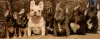 Photo №1. french bulldog - for sale in the city of Miami | 634$ | Announcement № 103385