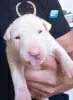 Additional photos: Standard bull terrier puppies