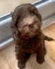 Photo №4. I will sell labradoodle in the city of Stockport. breeder - price - 2008$