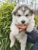 Photo №4. I will sell alaskan malamute in the city of Slovenj Gradec. private announcement - price - 1374$