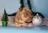 Additional photos: American bully