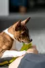 Additional photos: Basenji puppies for sale