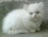 Photo №2 to announcement № 53574 for the sale of persian cat - buy in Lithuania breeder