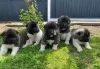 Photo №2 to announcement № 36102 for the sale of akita - buy in Lithuania private announcement