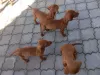 Photo №1. vizsla - for sale in the city of Нови Сад | negotiated | Announcement № 121761