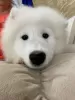 Additional photos: Samoyed puppies