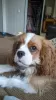 Photo №4. I will sell cavalier king charles spaniel in the city of Стамбул. private announcement - price - 1057$