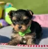 Photo №2 to announcement № 127880 for the sale of yorkshire terrier - buy in United States private announcement