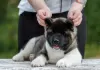 Photo №2 to announcement № 121052 for the sale of american akita - buy in Russian Federation from nursery, breeder