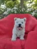 Photo №2 to announcement № 62249 for the sale of west highland white terrier - buy in Poland breeder