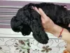 Additional photos: American Cocker Spaniel puppies