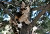 Photo №4. I will sell maine coon in the city of Novosibirsk. from nursery - price - negotiated