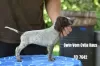 Photo №2 to announcement № 23959 for the sale of german shorthaired pointer - buy in Serbia breeder