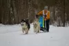 Additional photos: Siberian Husky puppies