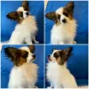 Additional photos: papillon puppies