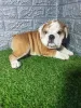 Photo №3. English bulldog. Serbia