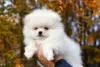 Photo №1. pomeranian - for sale in the city of Chelyabinsk | 540$ | Announcement № 12736