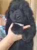 Photo №1. newfoundland dog - for sale in the city of Vladivostok | 651$ | Announcement № 42743